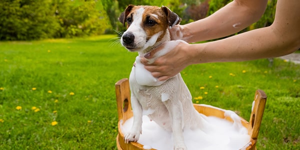 Benefits of Private Labeling in the Pet Care Products