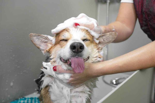 Formulate Your Pet Shampoo