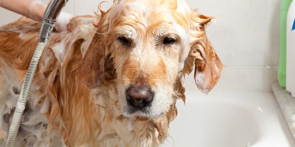 How To Start a Pet Shampoo Manufacturing Business